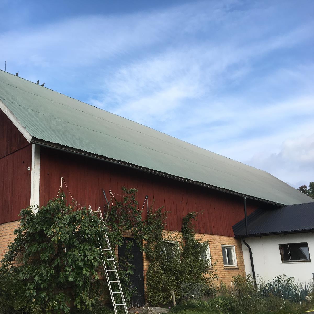 En röd ladugård med ett sluttande grönt tak, en stege lutad mot den och klätterväxter som växer på sidan. Himlen är delvis molnig.