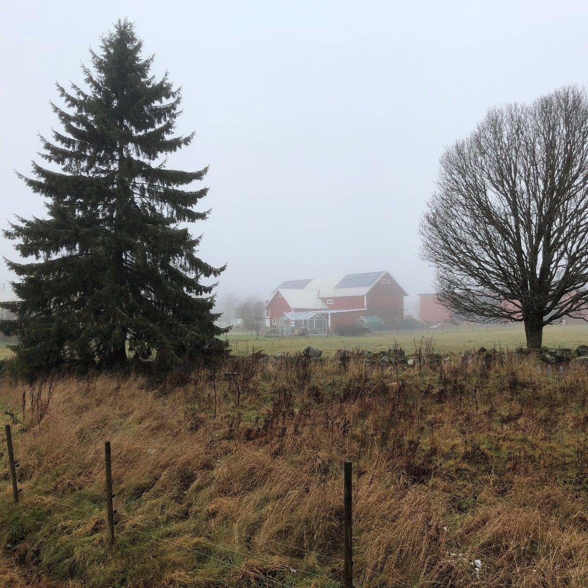 Lantligt landskap med röd lada, solpaneler på taket, stort vintergrönt träd till vänster och ett bladlöst träd till höger. Dimmigt, mulet väder med gräsbevuxen förgrund.